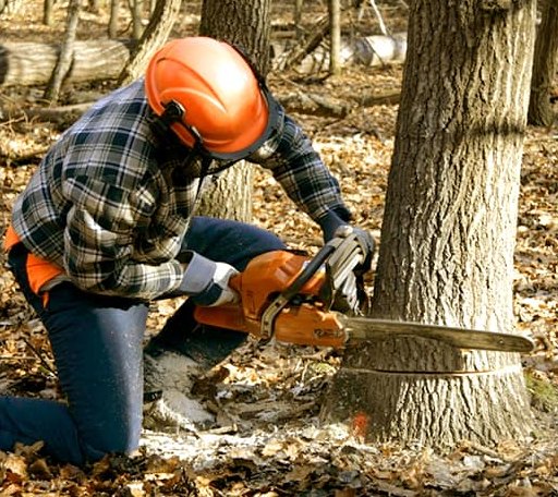 Tree Removal in Melvin Village, NH